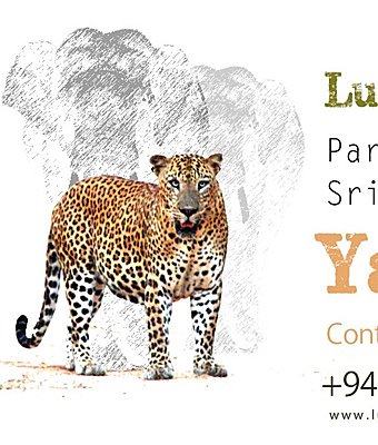 Web Designing Company - Sri Lanka
